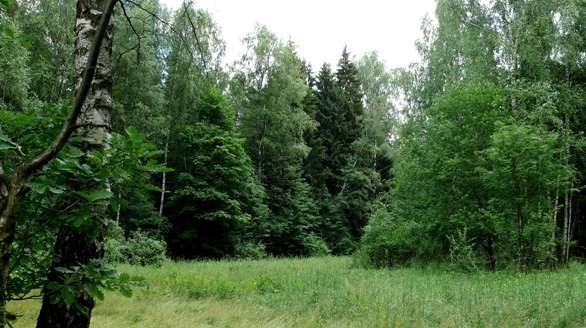 http://www.ecmo.ru/data/forest-view.jpeg