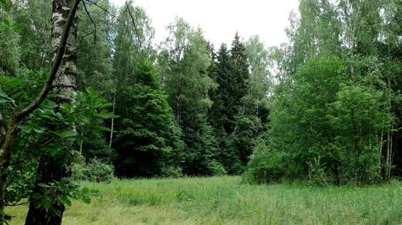 http://www.ecmo.ru/data/forest-view.jpeg?drgn=1