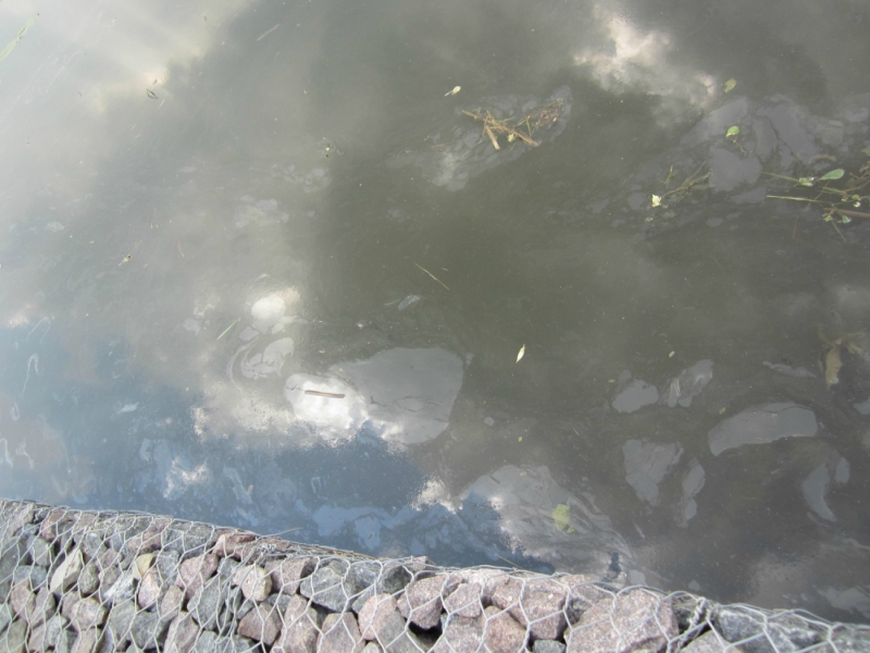 29_06_2013_ecolager8.jpg