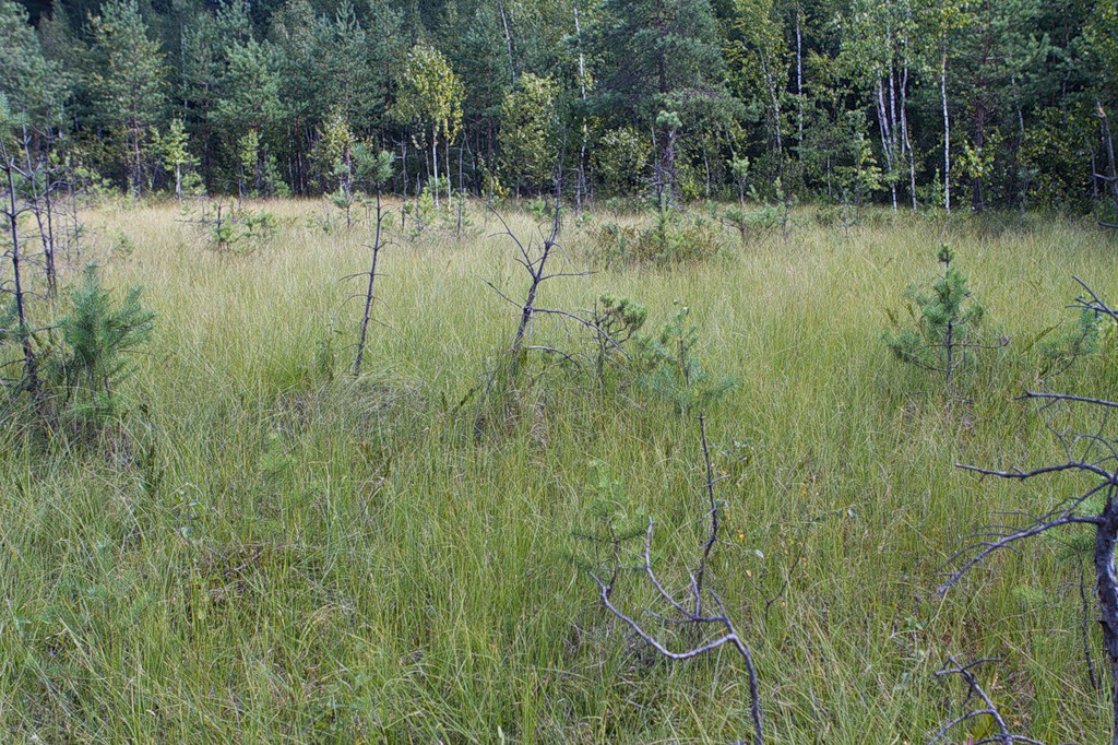 Сосна растет на болоте. Болота в Химкинском лесу. Переходные (мезотрофные) болота. Мезотрофное болото – Алёшкинский лес. Вашутинское мезотрофное болото.